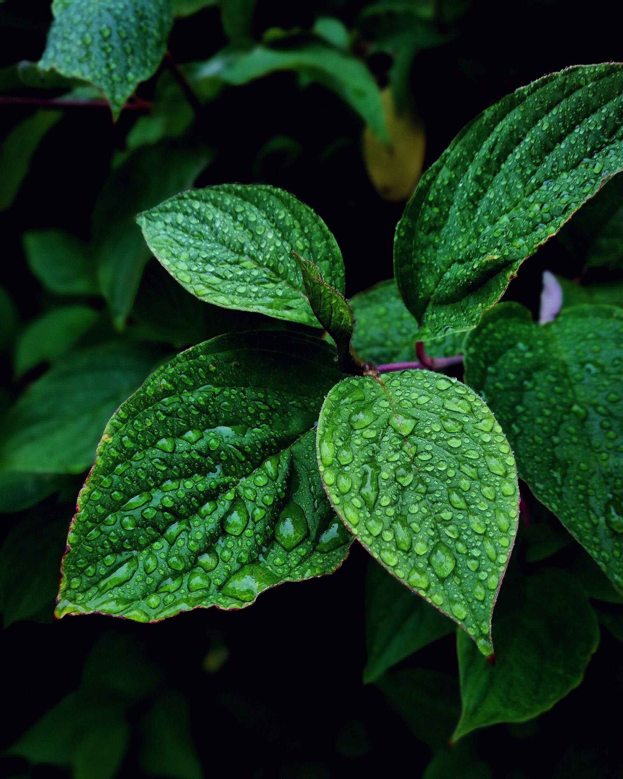 Benefits of mint in summer season