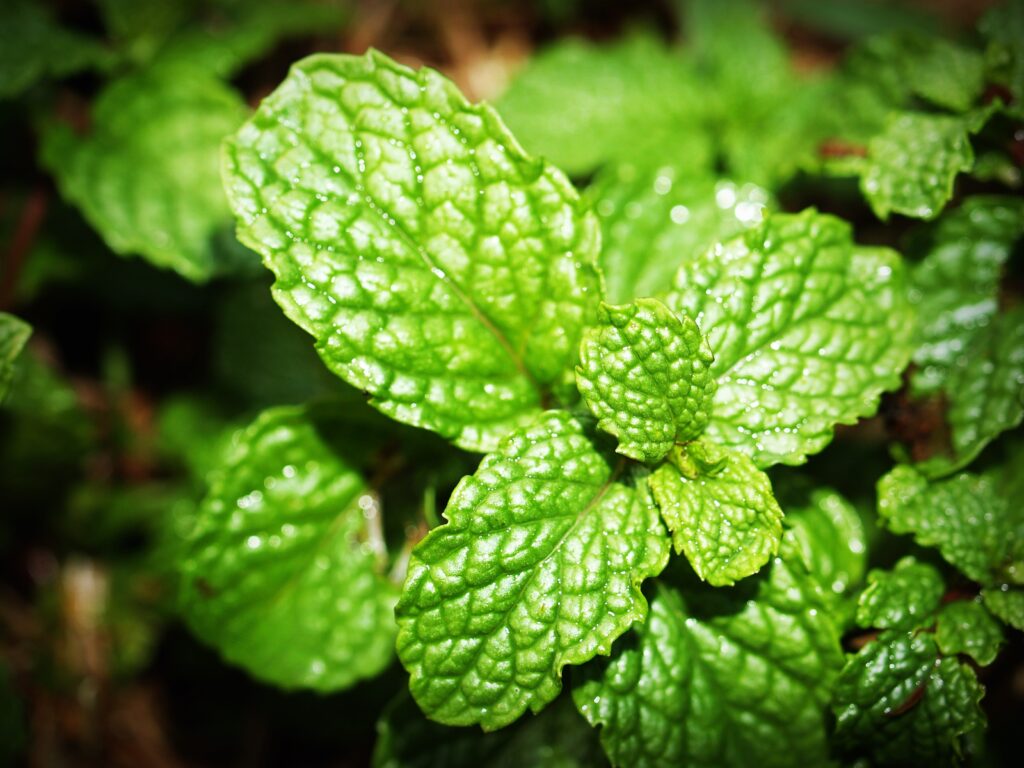 Benefits of mint in summer season - minty times