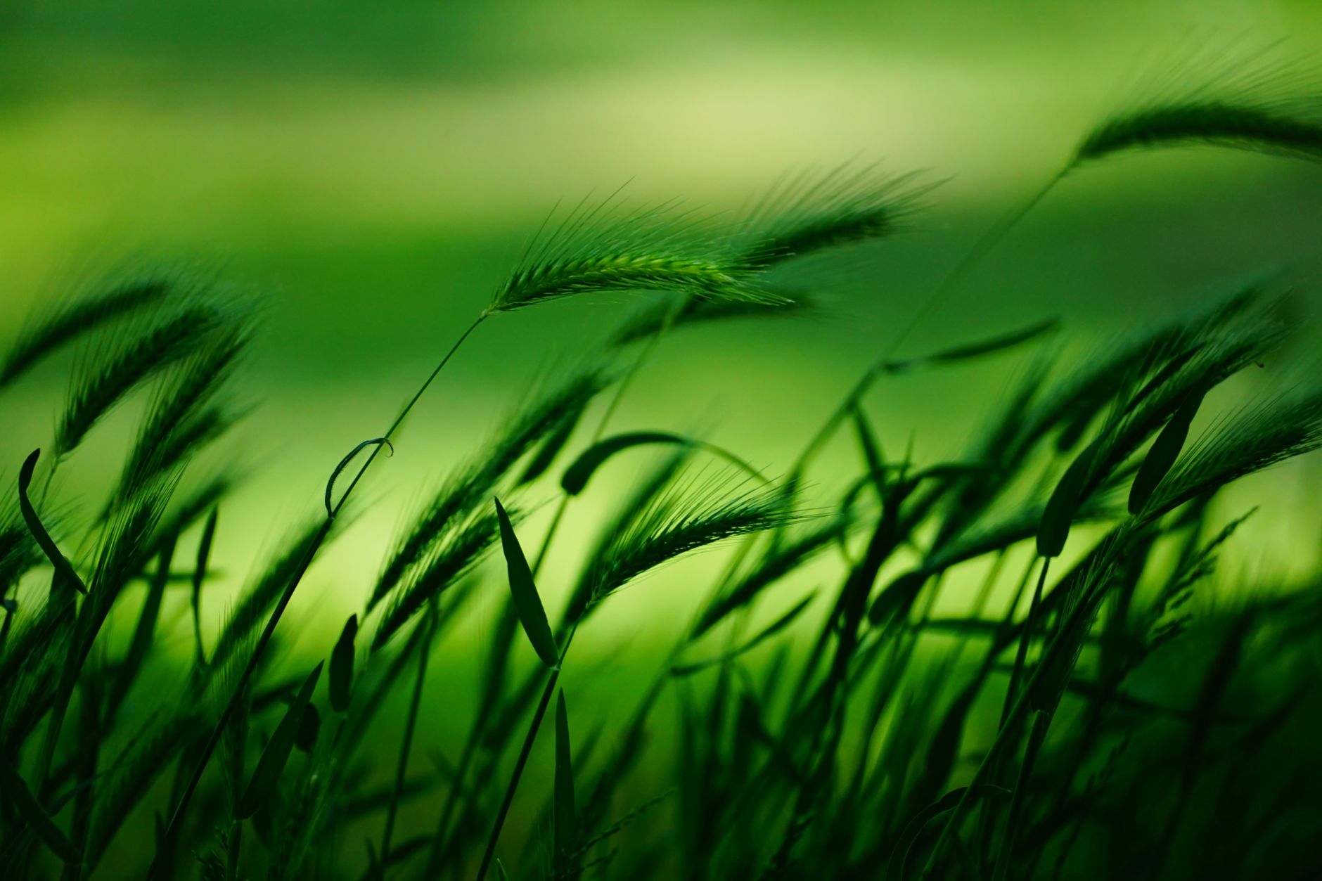 Debt-for-Nature Swaps: Can They Save the Planet?