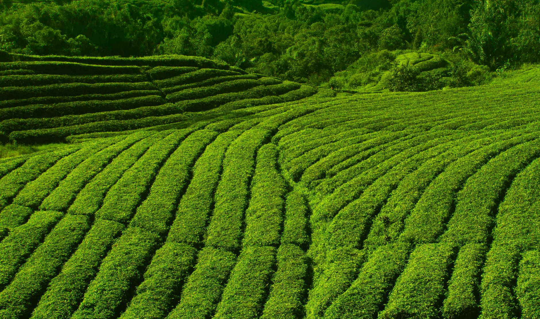 Environmental Impact of AI: The Hidden Cost of Our Digital Future