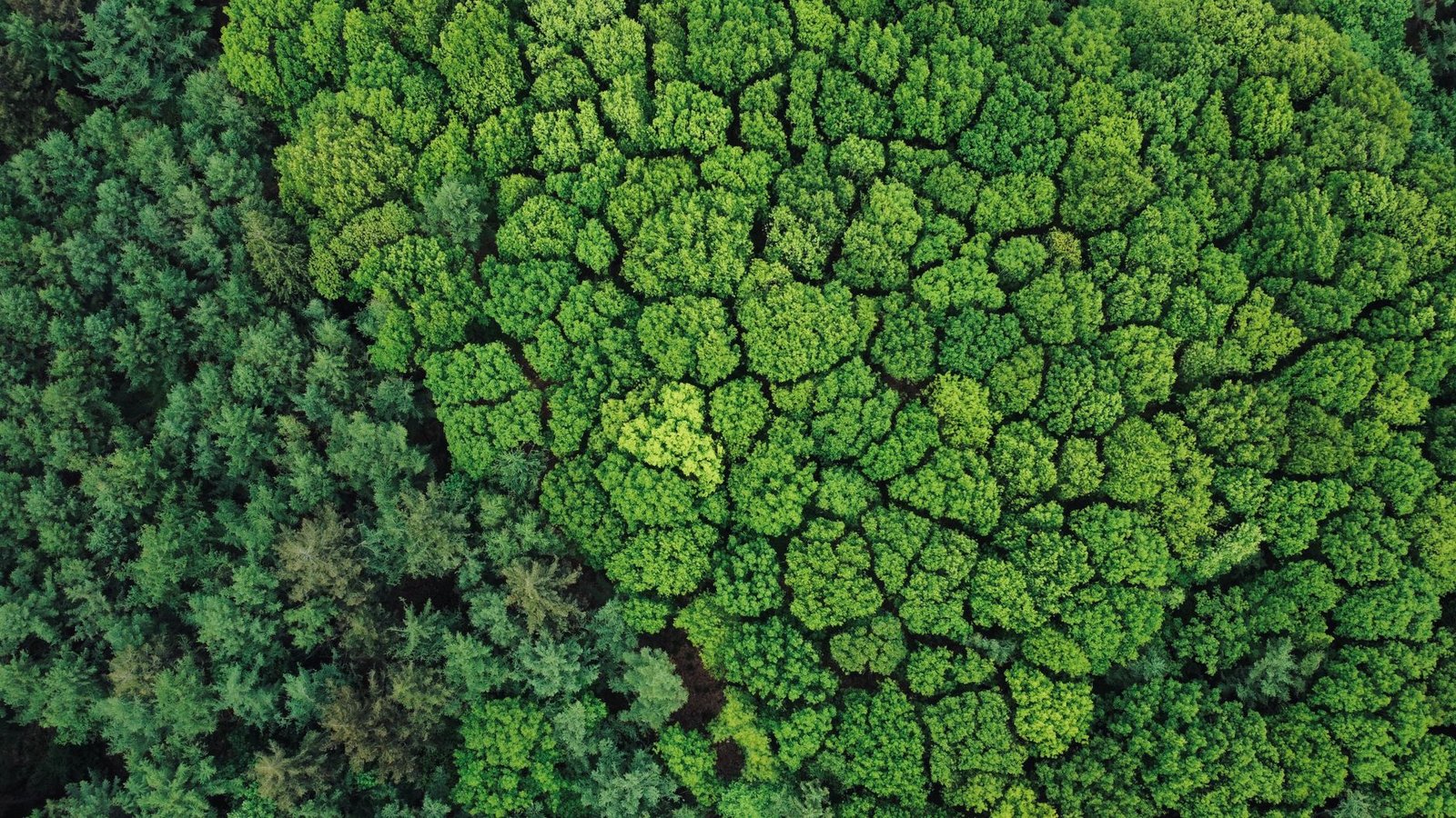 Gender and Climate Change 2026: Why Women Lead the Fight